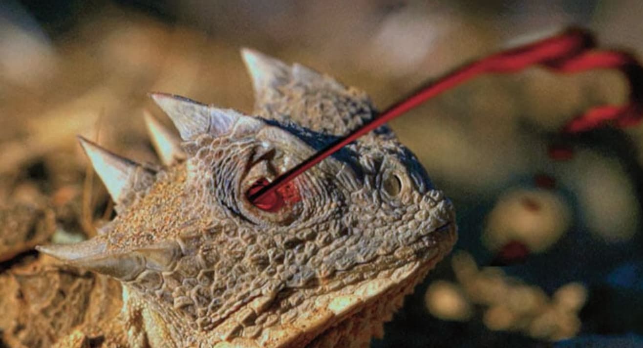 short horned lizard shooting blood